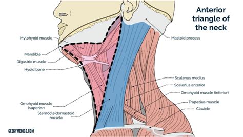 Muscles Of The Floor Of The Posterior Triangle Of The Neck My Bios