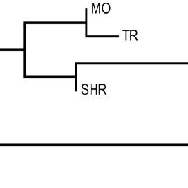 Neighbour Joining Nj Dendrogram Showing The Genetic Distance Between