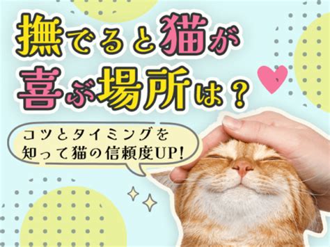 撫でると猫が喜ぶ場所は？コツとタイミングを知って猫の信頼度up！