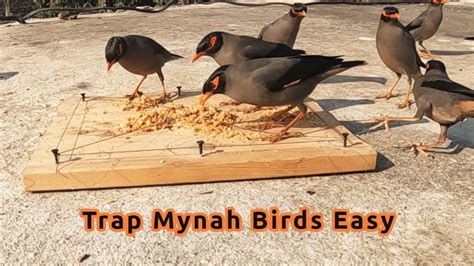 Trap Mynah Birds Easy In Winter Season How To Trap Myna Bird Myna