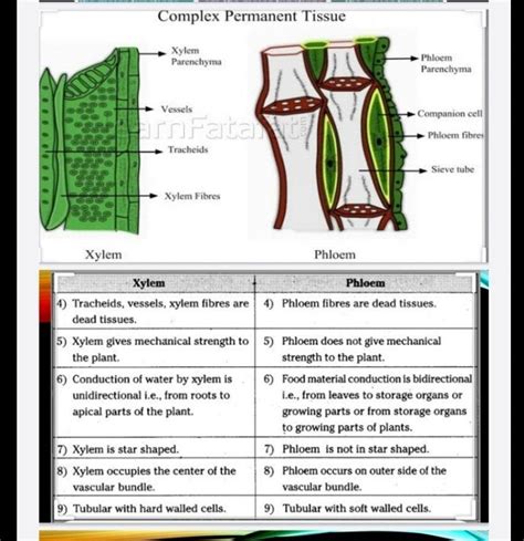 name the various type of cell present in xylem What is the function of ...