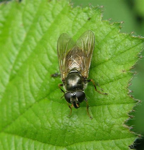 Cheilosia Bergenstammi Female Ryton Wood Warwickshire 2 Flickr