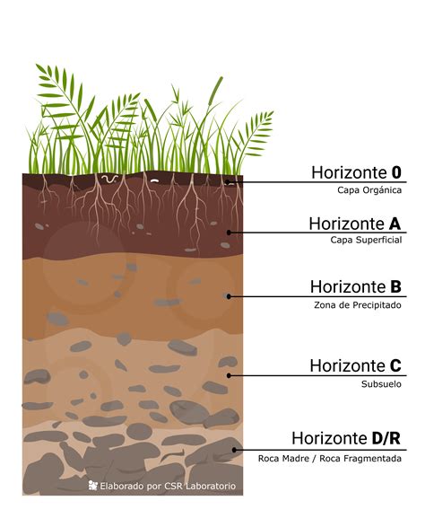 Tipos De Suelo Gu A Completa Para Conocerlos Doncomo