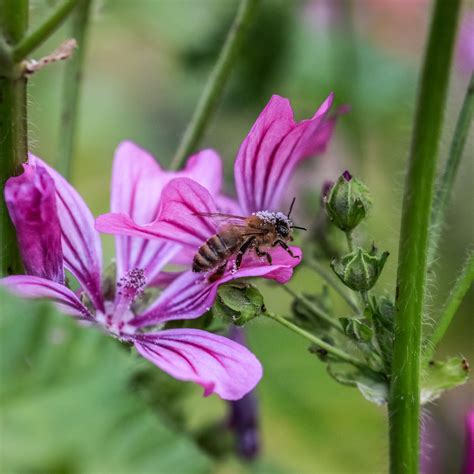 Motion Parlementaire Déposée Assurer La Pollinisation Par Les Insectes En Particulier Par