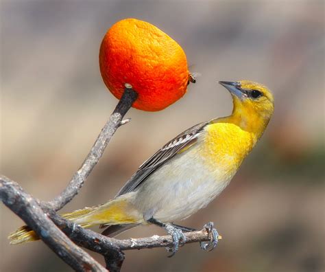 100 Free Orioles Παιχνίδι Μπέιζμπολ Oriole Images Pixabay