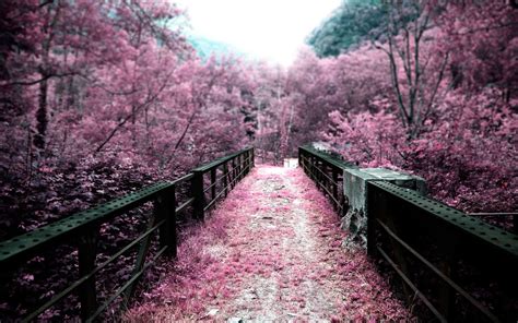 Cherry Blossom Wallpaper HD - WallpaperSafari