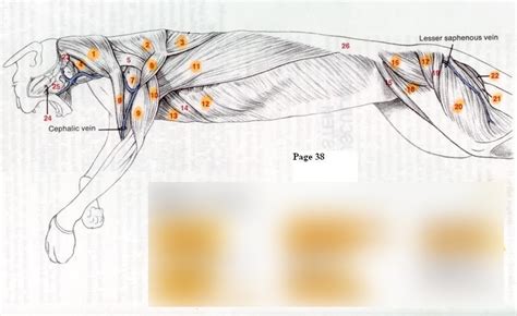 cat muscles diagram Diagram | Quizlet