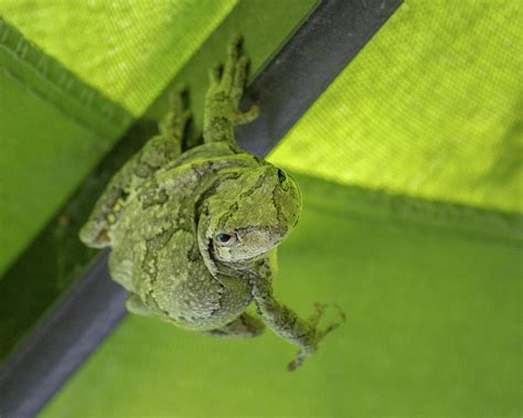 Cabana Boy Photograph By Bill Pevlor Fine Art America