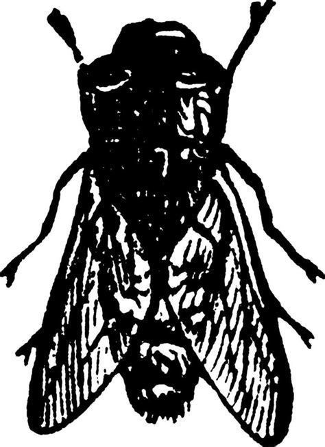 Sheep Botfly, vintage illustration. 35482948 Vector Art at Vecteezy