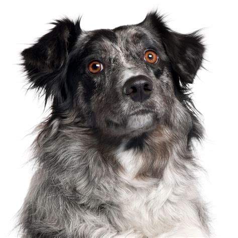 Bordoodle Guide: The Ultimate Border Collie-Poodle Mix