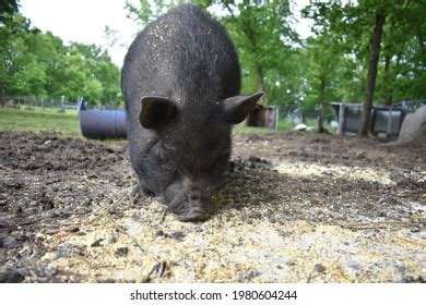 Potbellied Pig Eating Cracked Corn Stock Photo 1980604244 | Shutterstock