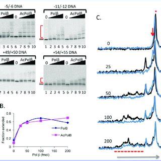 Construction Of Gapped Dna Substrates Four Bp Dna Templates Were