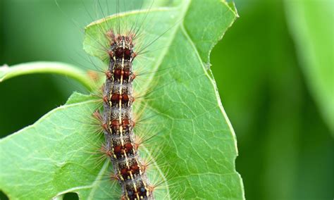 What Do Gypsy Moth Caterpillars Eat? | Pests Banned