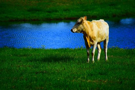 Spring Cow Photograph By Amburr Drury Fine Art America