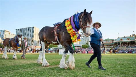 Ekka Animals: 10,000 Reasons to Visit the Royal Show