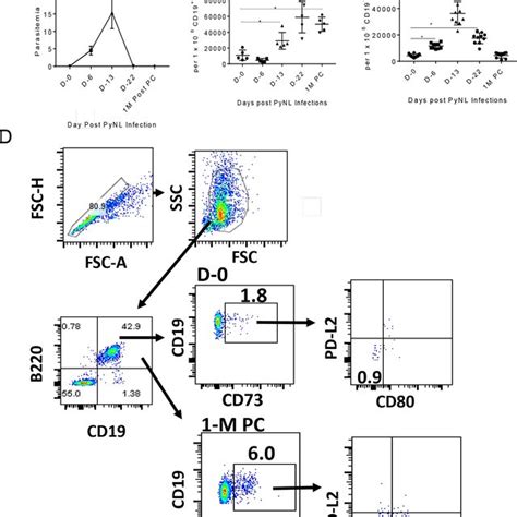 Flow Cytometry Imaging Of Cd73 Grb B Cells Splenocytes From Pynl