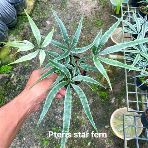 Папоротник птерис P.STAR FERN – купить за 3 000 ₽ | ADENIUMLAND
