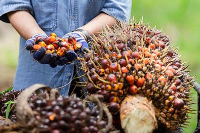 Pelatihan Csr Kelapa Sawit Meningkatkan Keberlanjutan Dan Dampak