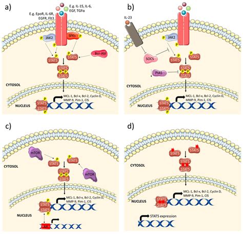 Mechanism Of Constitutive Activation Of Stat Stat Is Activated By