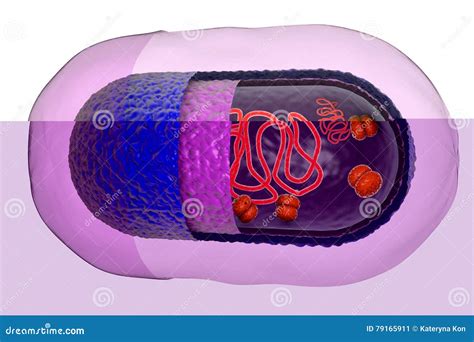 Bacterial Cell Structure 3d