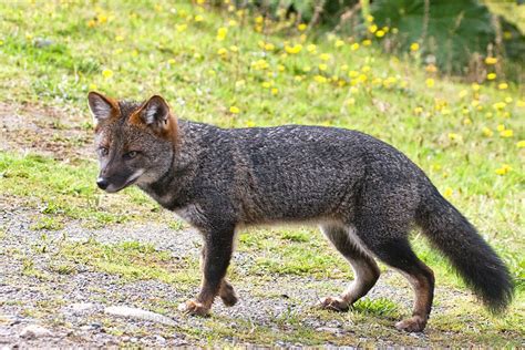 Extremely Rare and Endangered Darwin's Fox : r/foxes