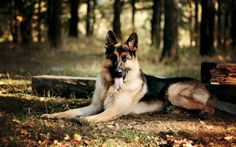 Alsatian VS German Shepherd Dogs - Differences and Feature Comparison ...