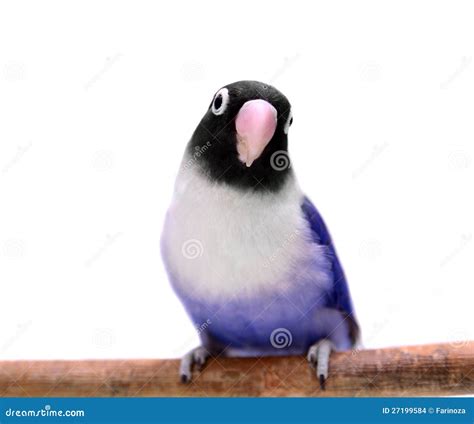 Violet Masked Lovebird Stock Images - Image: 27199584