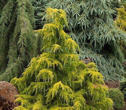 Weeping Golden Deodar Cedar