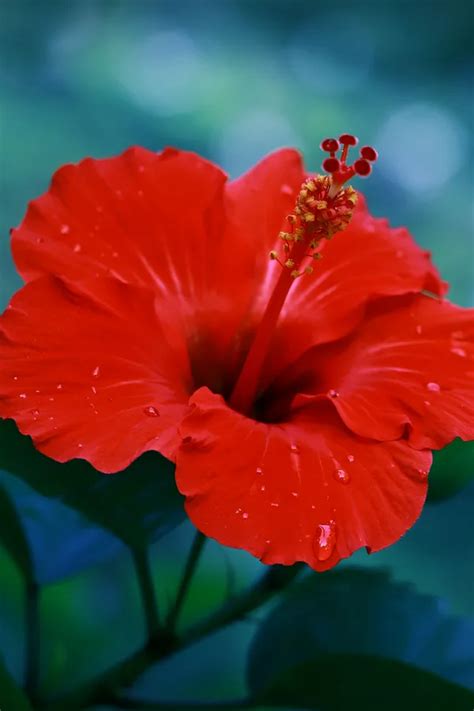 How To Overwinter Hibiscus Bringing Your Hibiscus Plants Indoors