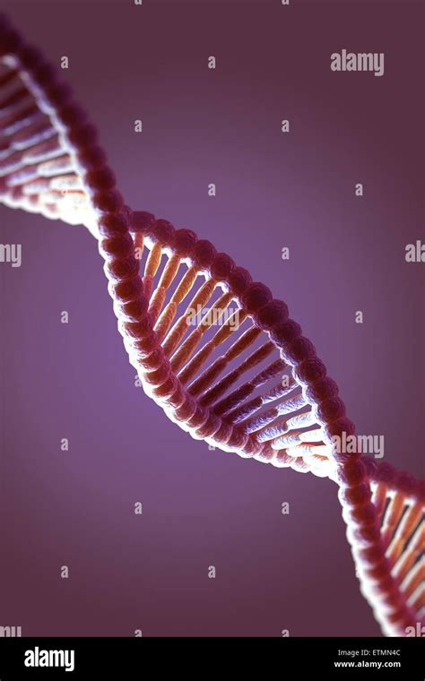 Stylized Illustration Of Strands Of Human DNA Deoxyribonucleic Acid