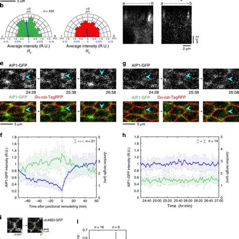 And Working Hypothesis A Schematic Showing Tension On Actin Filaments