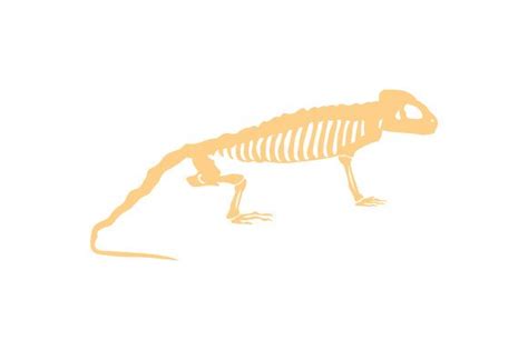 Lizard Skeleton Svg Cut File By Creative Fabrica Crafts · Creative Fabrica