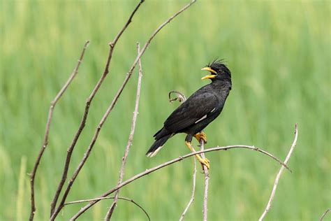 White Vented Myna White Vented Myna Arne Wuensche Flickr