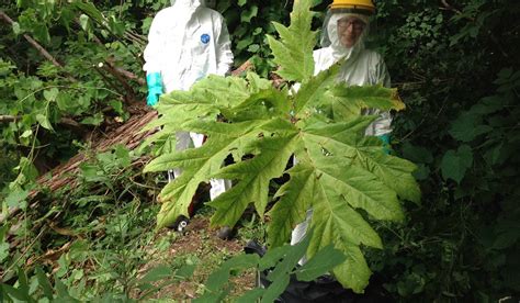 Giant Hogweed - Hamilton Conservation Authority