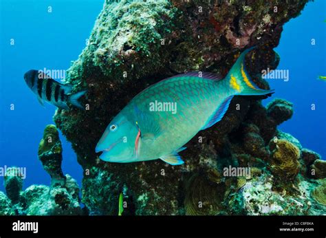 Stoplight Parrotfish Sparisoma Viride Bonaire Netherlands Antilles