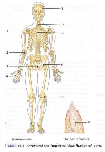 Exercise 11 Joints And Synovial Joint Movement Flashcards Quizlet