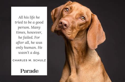 280 Best Dog Quotes About Their Love And Loyalty Parade Pets