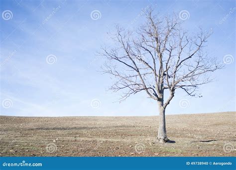 Naked Tree On Dry Land Stock Photo Image Of Nature Organic