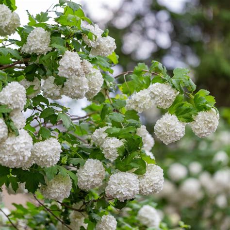 The Best Flowering Shrubs To Plant For Big Blooms & Color!