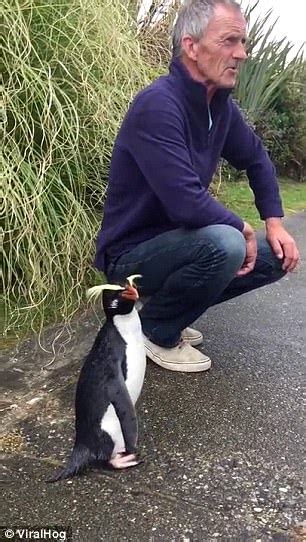 Adorable New Zealand Penguin Greets His Human Friend Daily Mail Online