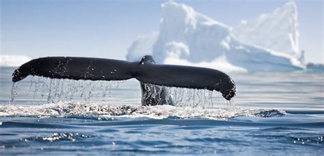 Antarctic blue whale – News, Research and Analysis – The Conversation ...