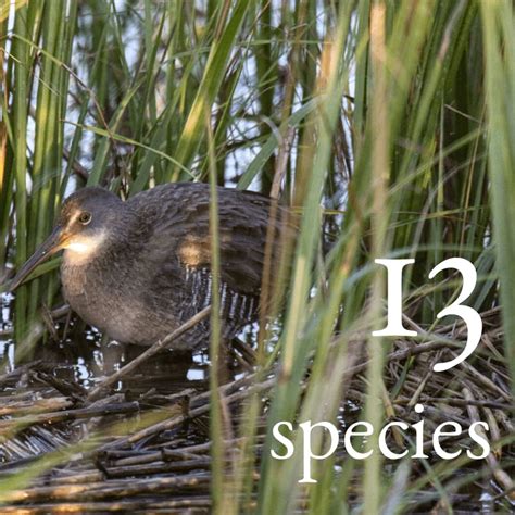 Motus Tower Provides A Whole New Look At Bird Migration Dewees Island