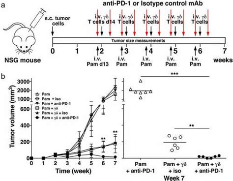 Full Article Pd 1 Checkpoint Blockade Enhances Adoptive Immunotherapy