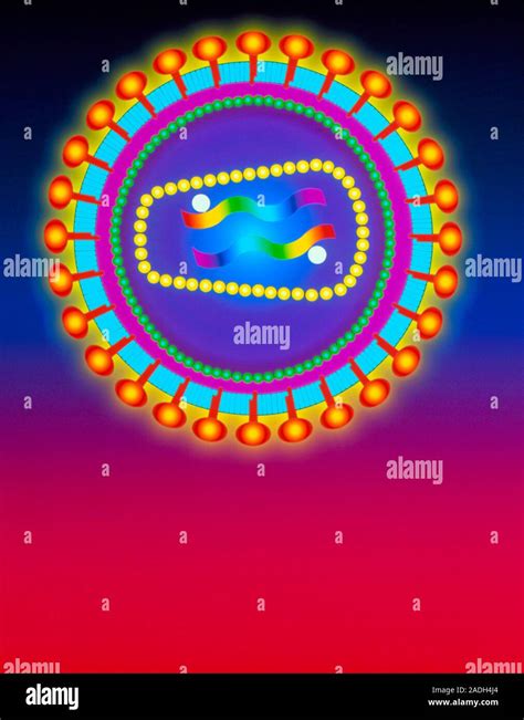 HIV retrovirus. Schematic illustration of the structure of a retrovirus ...