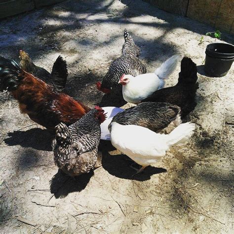 The Best Chicken Breeds For Your Homestead What Are The Best Breeds