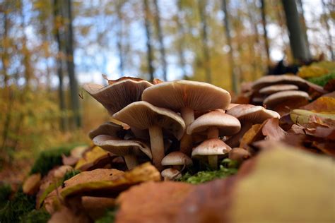 Mushrooms Fungus Fungi Free Photo On Pixabay Pixabay