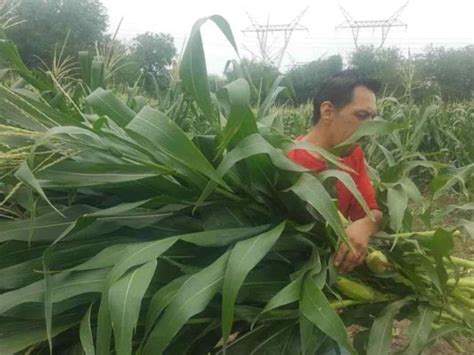 Se Agota El Tiempo De Elotes Tiernitos