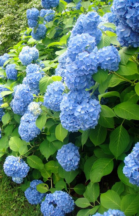 Honeygo Beasley: Stunning, Beautiful Blue Hydrangeas