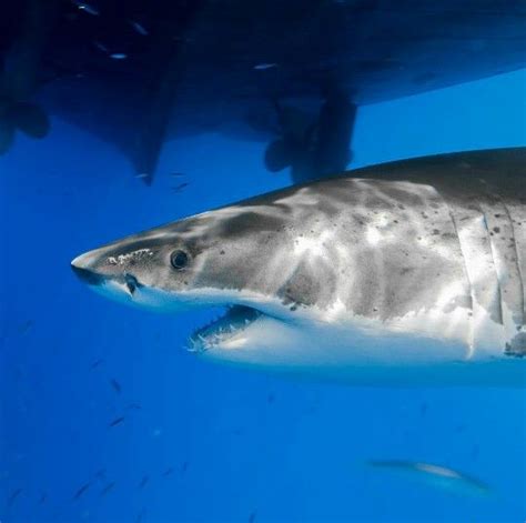 The Great White Shark A Look Of Surprise Legend A Male Great White