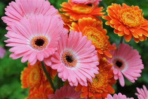 Fondos De Pantalla Gerbera Flores Atención De Cerca 1910x1280